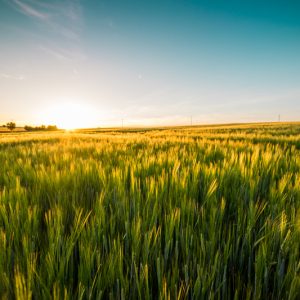 sunset-over-the-wheat-field-picjumbo-com (1)